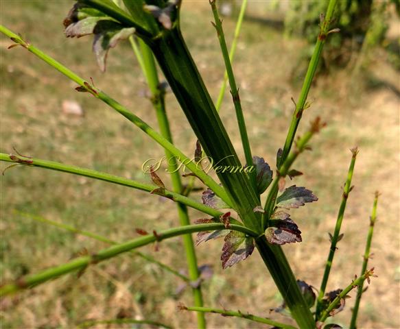  Plant with white Flowers (Nodal part)